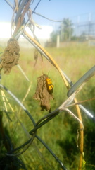 Oncopeltus spectabilis