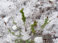 Thamnochortus fruticosus