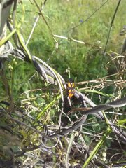 Oncopeltus spectabilis