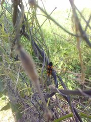 Oncopeltus spectabilis