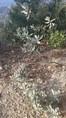 Eriodictyon traskiae smithii