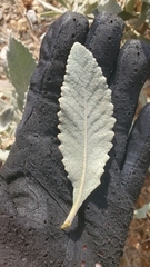 Eriodictyon traskiae smithii