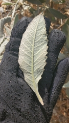 Eriodictyon traskiae smithii