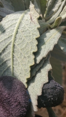 Eriodictyon traskiae smithii