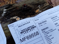 Leucogyrophana mollusca