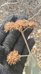 Eriodictyon traskiae smithii