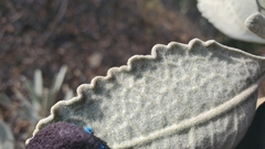 Eriodictyon traskiae smithii