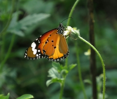 Danaus chrysippus