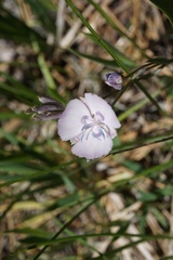 Calochortus nudus