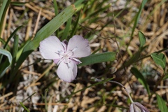 Calochortus nudus