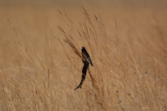 Euplectes progne progne