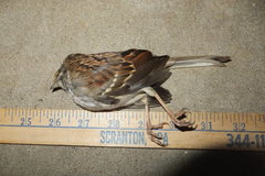 Zonotrichia albicollis