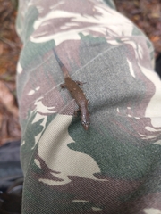 Ecpleopus gaudichaudii