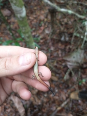 Ecpleopus gaudichaudii