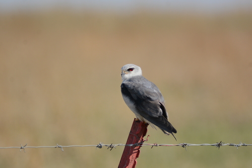 Black-winged Kite, photo 7 of 9