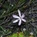Geissorhiza bonae-spei - Photo 由 Jeremy Gilmore 所上傳的 (c) Jeremy Gilmore，保留部份權利CC BY