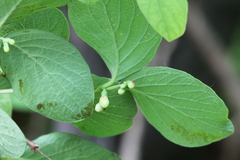 Symphoricarpos albus albus