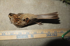 Zonotrichia albicollis