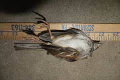 Zonotrichia albicollis