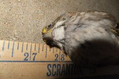 Zonotrichia albicollis