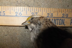 Zonotrichia albicollis