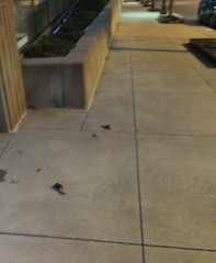 Zonotrichia albicollis