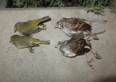 Zonotrichia albicollis