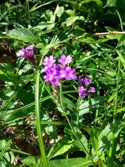 Verbena rigida