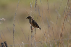 Euplectes progne progne