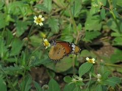Danaus chrysippus