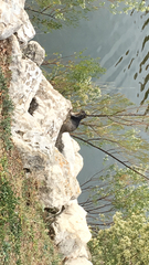 Otospermophilus variegatus