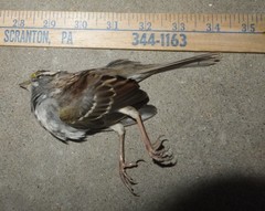 Zonotrichia albicollis