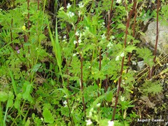 Vicia lutea