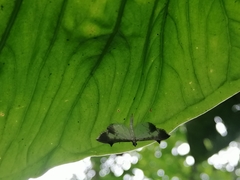 Eulepte