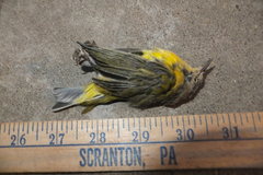 Leiothlypis ruficapilla