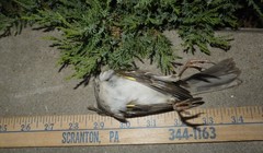 Zonotrichia albicollis