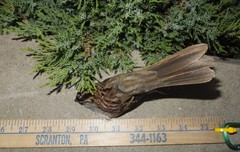 Zonotrichia albicollis