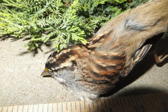 Zonotrichia albicollis