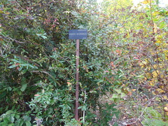 Berberis bergmanniae