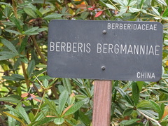 Berberis bergmanniae