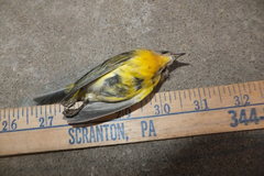 Leiothlypis ruficapilla