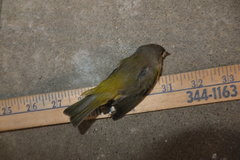 Leiothlypis ruficapilla