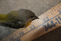 Leiothlypis ruficapilla