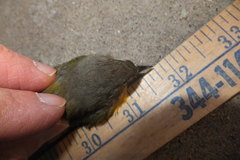 Leiothlypis ruficapilla