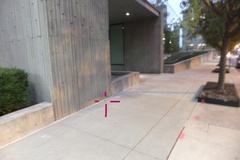 Leiothlypis ruficapilla