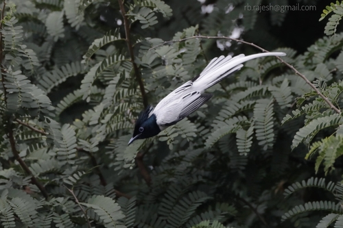 Indian Paradise Flycatcher (Terpsiphone paradisi), photo 10