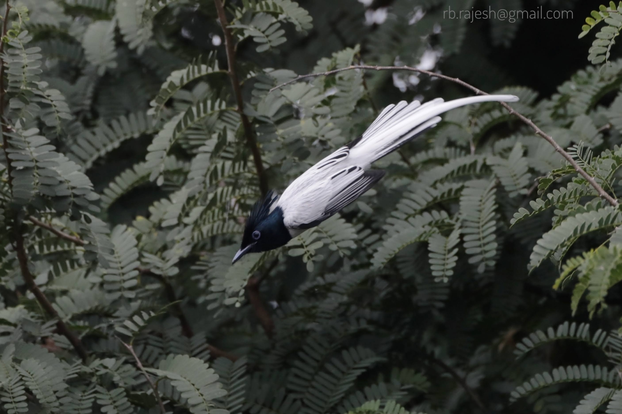 Indian Paradise-Flycatcher (Terpsiphone paradisi)