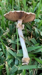 Xanthodermatei