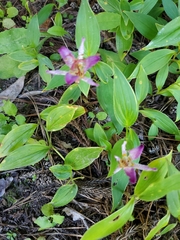 Tricyrtis formosana