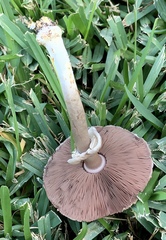 Xanthodermatei